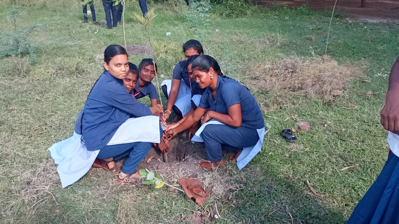 Tree Plantation